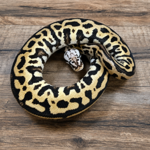 Stranger pastel léopard spotnose het clown