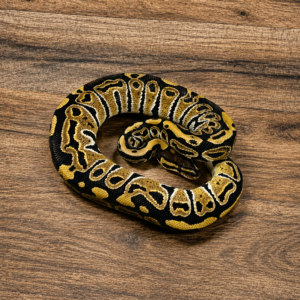 Spotnose het clown