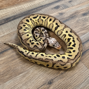 Spotnose pastel yellow belly clown
