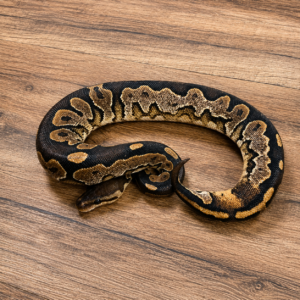 Calico