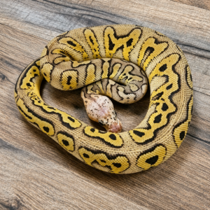 Mahogany pastel clown