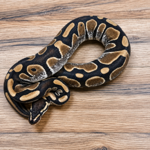 Sugar het piebald
