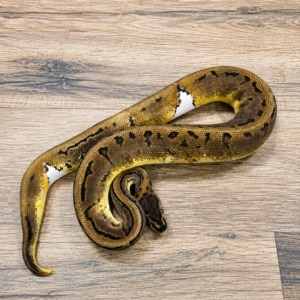 Piebald pinstripe