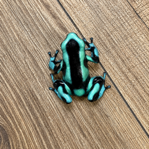 Dendrobates auratus "Costa Rica"