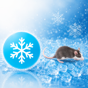 Rat congelées