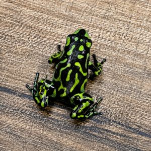 Dendrobates auratus "Marmoratus"