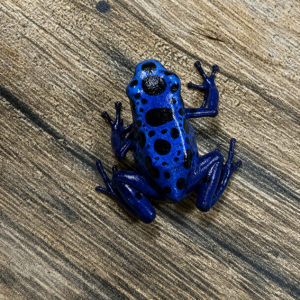 Dendrobates azureus