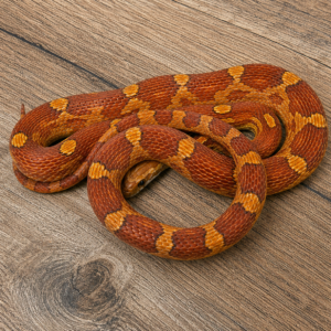 Motley het amela anery