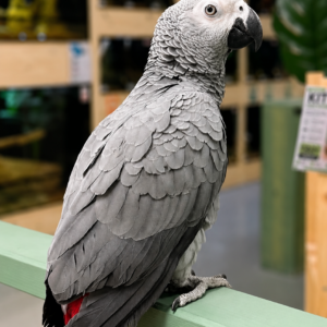 Gris du Gabon