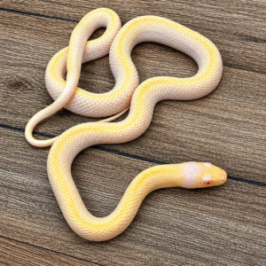 Pantherophis obsoleta quadrivittata amela licorice