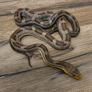 Pantherophis obsoleta obsoleta hypo black