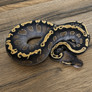 GHI mojave yellow belly