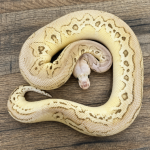 Magogany lesser pastel yellow belly clown