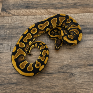 Mahogany yellow belly het clown