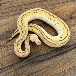 Pastel lesser clown yellow belly