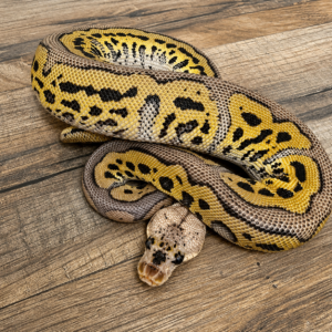Pastel léopard clown