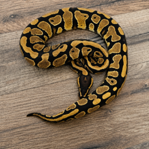 Gravel het clown
