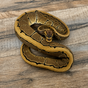 Pinstripe enchi