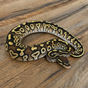 Mojave gravel het clown