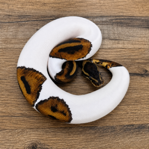 Black pastel piebald