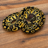 Hurricane pastel het clown