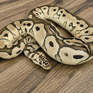 Clown Pastel Yellow Belly