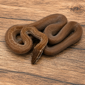 Boaedon capensis dh hybino blue eyed