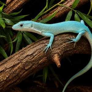 Gastropholis prasina Tiffany blue