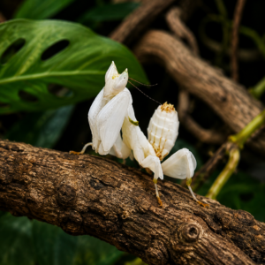 Hymenopus coronatus