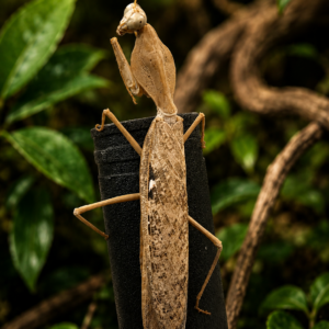 Rhombodera kirbyi