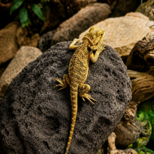 Pogona vitticeps - "citrus"