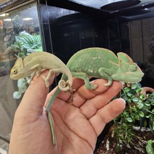 Chamaleo calyptratus