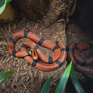 Oreocryptophis porphyraceus pulchra