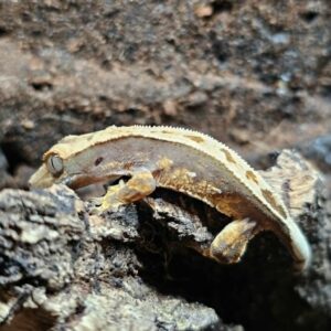 Correlophus ciliatus - Harlequin