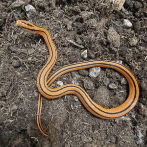 Oreocryptophis porphyraceus coxi