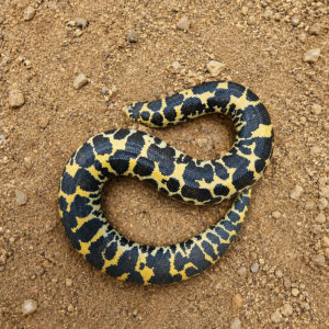 Eryx colubrinus "Nuclear"