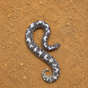 Eryx colubrinus "Anery"