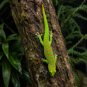 Phelsuma grandis - High red