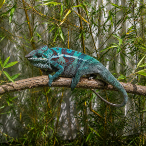 Furcifer pardalis - Djangoa