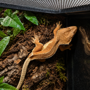 Correlophus ciliatus - Lily white red phantom