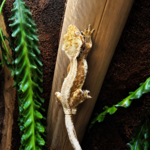 Correlophus ciliatus - Lily white red
