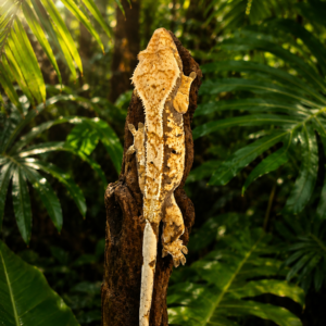 Correlophus ciliatus - Tricolor