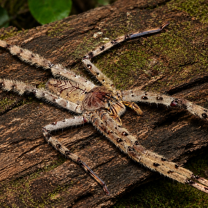 Heteropoda boiei