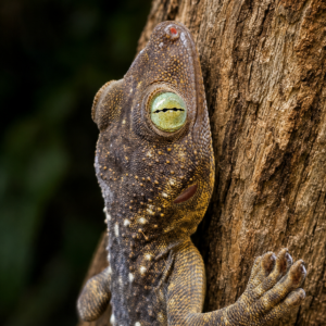 Gekko smithii