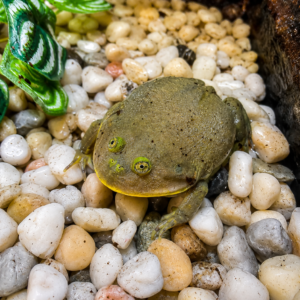 Lepidobatrachus laevis