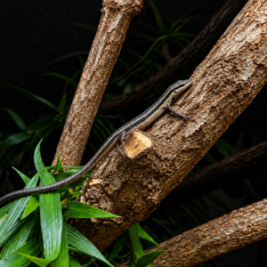 Takydromus sexlineatus