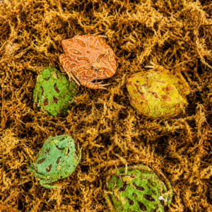 Ceratophrys cranwelli