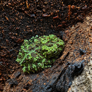 Theloderma corticale