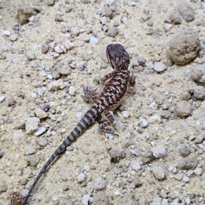 Pogona vitticeps - "Red monster"