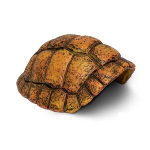 Carapace de Tortue - Giganterra